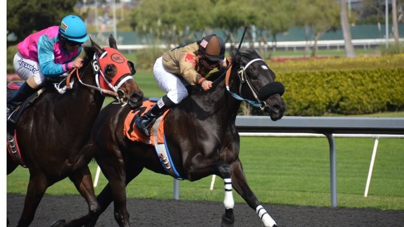 How to bet on horse racing